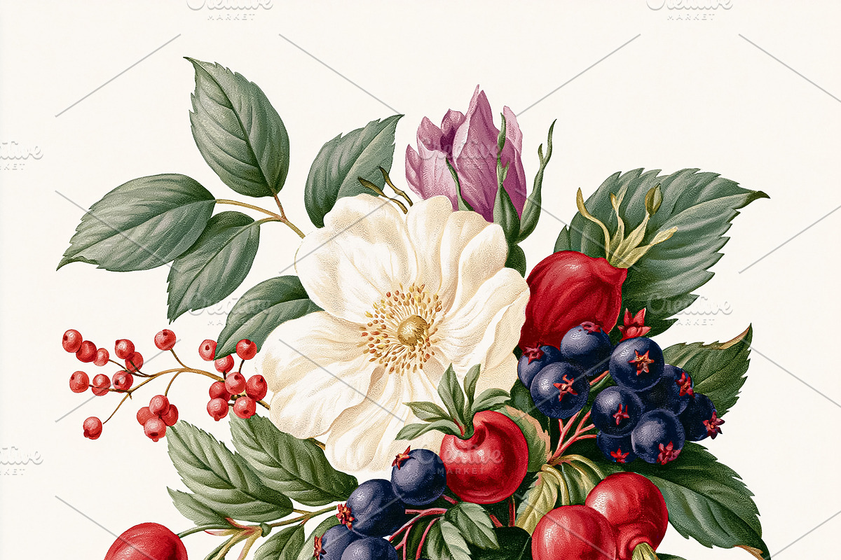 Vintage drawing showing blooming white rose hip, colorful aronia, an Illustration by Studio ANNA
