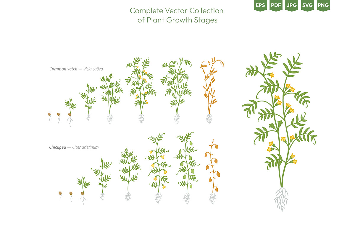 Life Cycle of Farming Plants, an Illustration by Ilia Design (Photo 5 of 7)