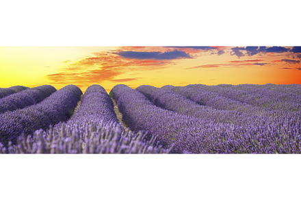 Blooming Lavender field, a Nature Photo by Neirfy