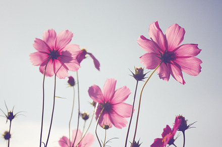 Beautiful Grassland By A Reservoir Featuring Flower Pastel And Pink preview 6