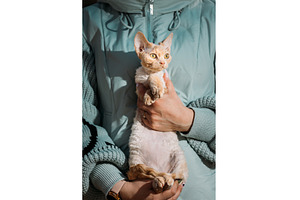 Red Devon Rex Cat Portrait with, an Animal Photo by Our Amazing World