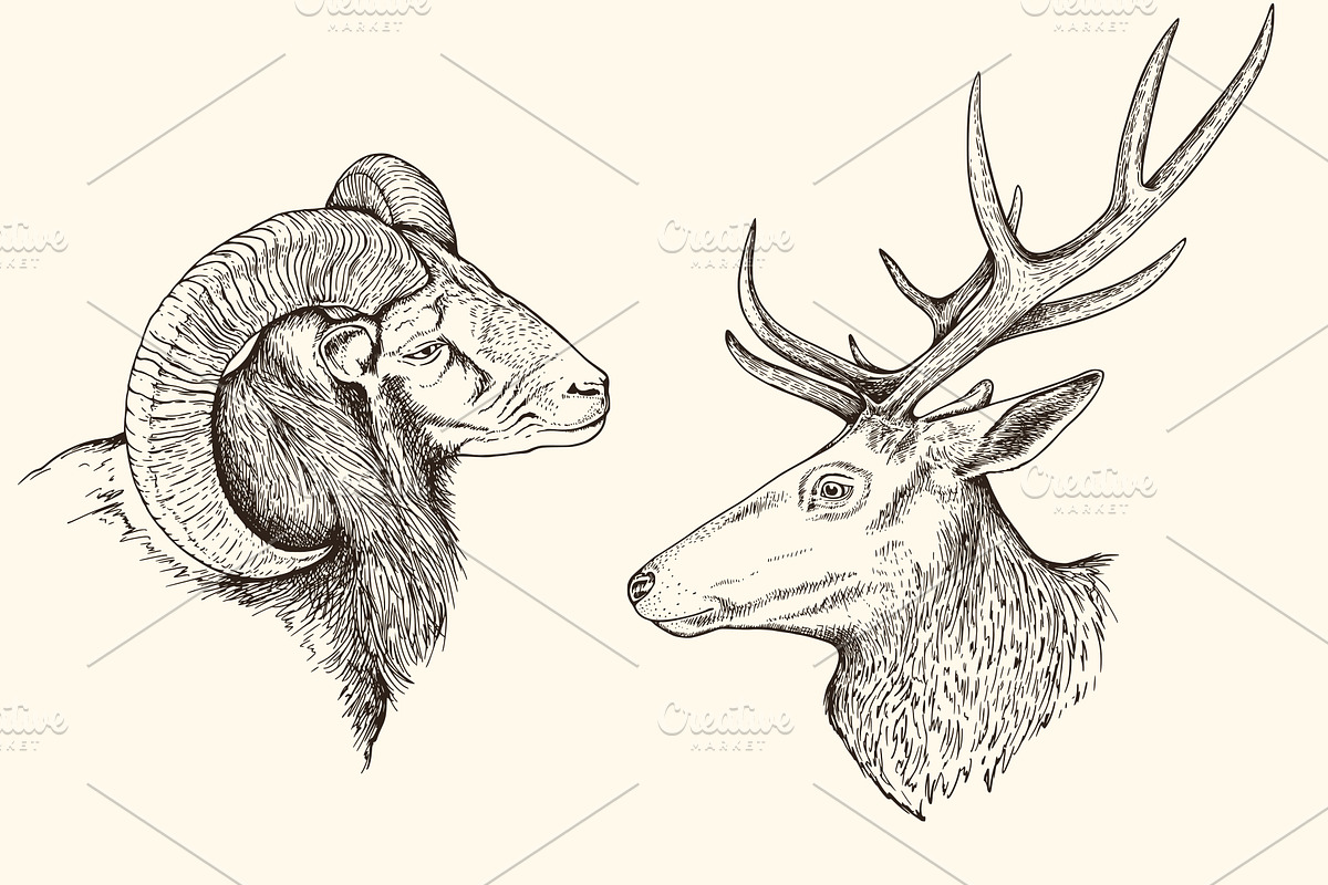 Hand Drawn Portraits of Animals, an Animal Illustration by Artspace (Photo 2 of 4)