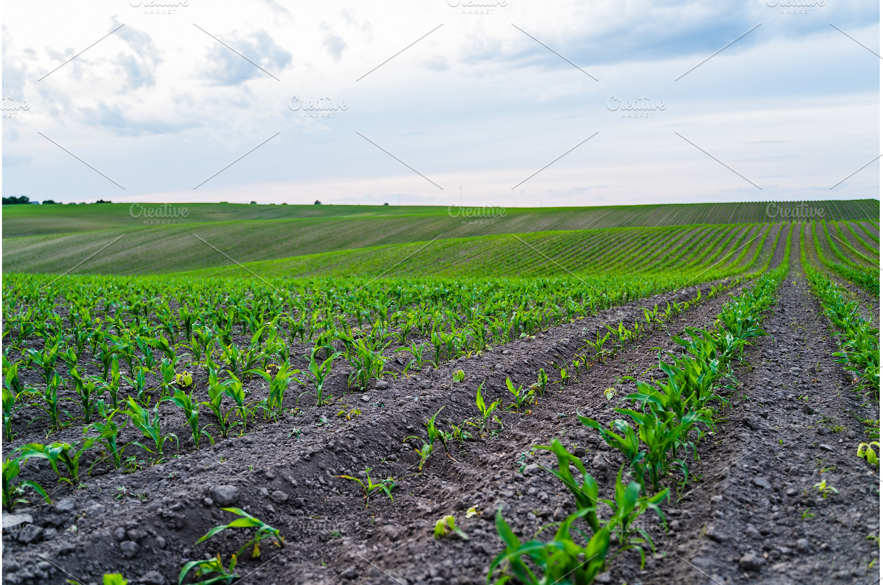 Young corn plants growing in fertile, a Nature Photo by volodymyrshtun13795