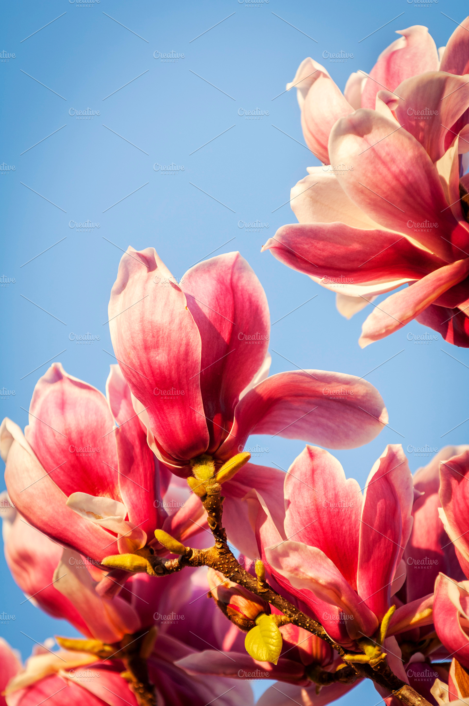 Magnolia, a Nature Photo by THP Creative