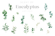 Scent of Eucalyptus - Graphic Set, an Illustration by studioequinox (Thumbnail 9 of 21)