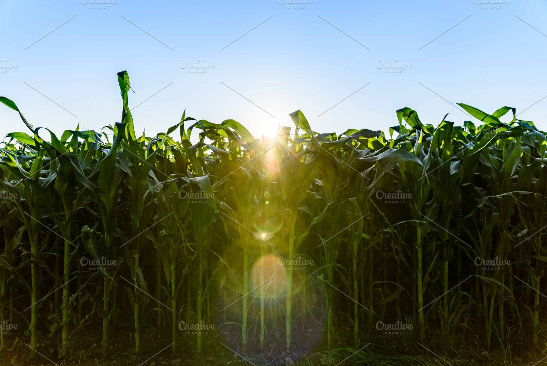 Field of corn, a Nature Photo by MadPhotos
