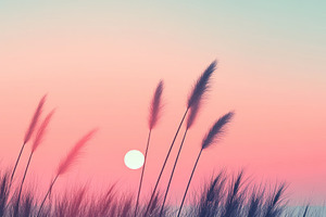 Sunset with grass silhouettes, a Photo by Beautiful things