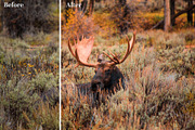 Fall Presets 2019 - Lightroom Preset, an Action Add-On by Maple Visuals (Thumbnail 3 of 10)