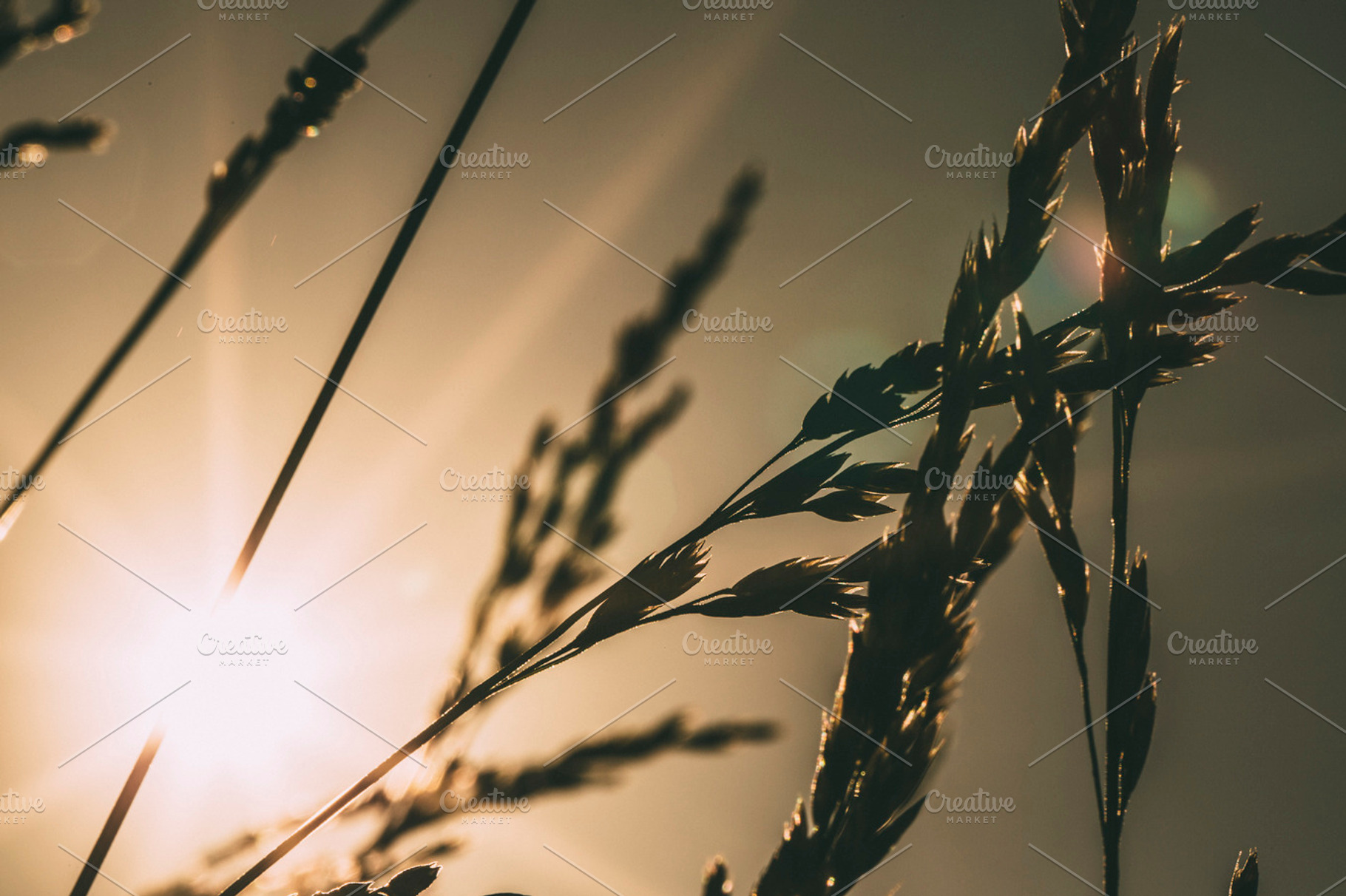 Amber waves of grain stock photo containing grain and nature