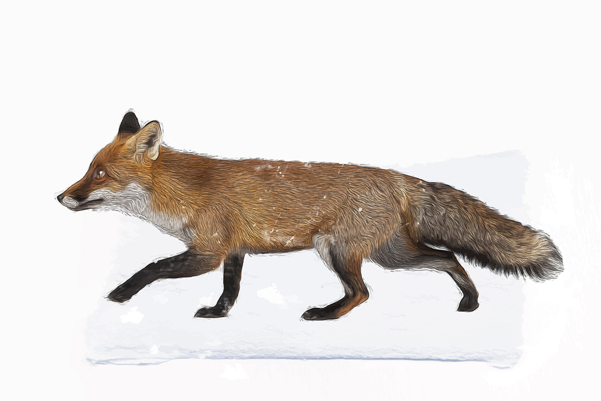 Realistic Red Fox Illustration, an Animal Illustration by Digital Art Downloads (Photo 2 of 2)