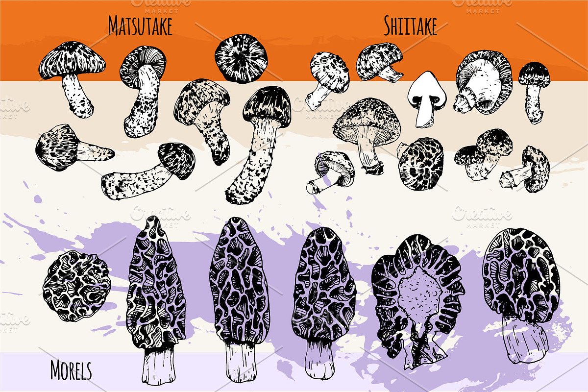 Mushrooms. Big set. 84 objects, a Decorative Illustration by Alena Kaz (Photo 4 of 8)