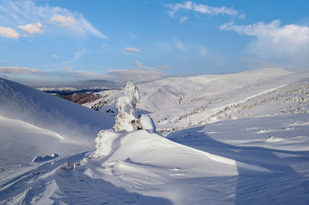 Snow covered fir trees on snowy mountain plateau, tops with snow, a Nature Photo by YuriyB