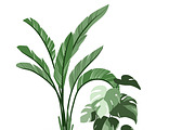 Indoor Plants, Vector Collection 2, an Object Graphic by JSolomatina (Thumbnail 6 of 6)