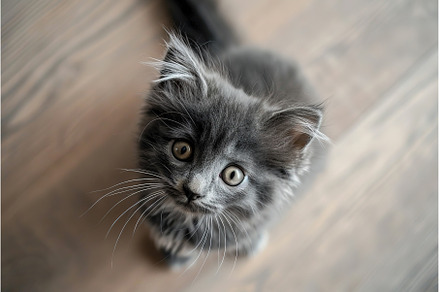 Curious cute gray fluffy kitten, an Animal Photo by Lermont51