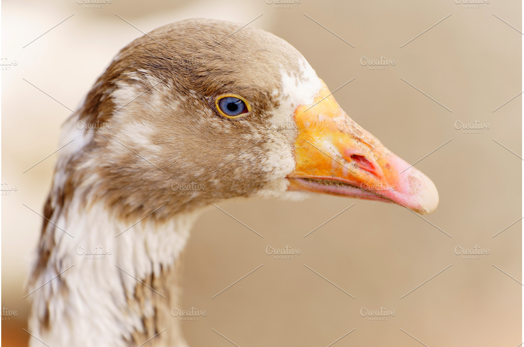 Close-up of a white goose with, an Animal Photo by darksoul72