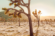 Joshua Tree Stock Photo, a Photo by Munopia (Thumbnail 1 of 2)