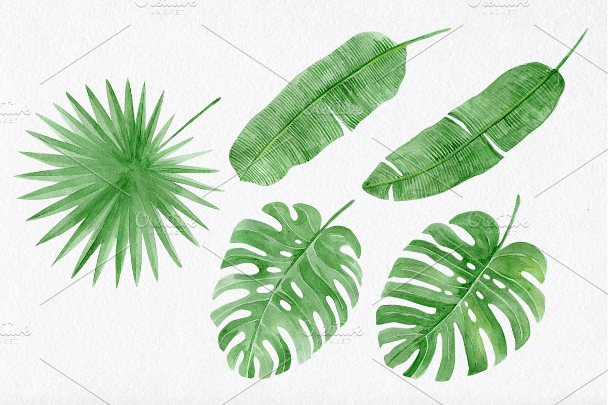 Watercolor tropical elements, an Animal Illustration by AV Design (Photo 5 of 12)