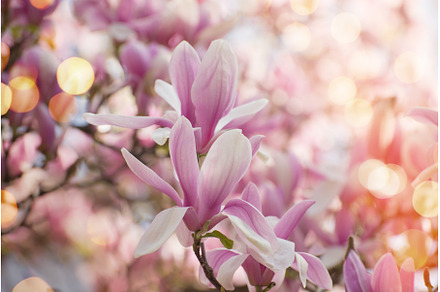 Magnolia Tree Flowers, a Nature Photo by JeanBet
