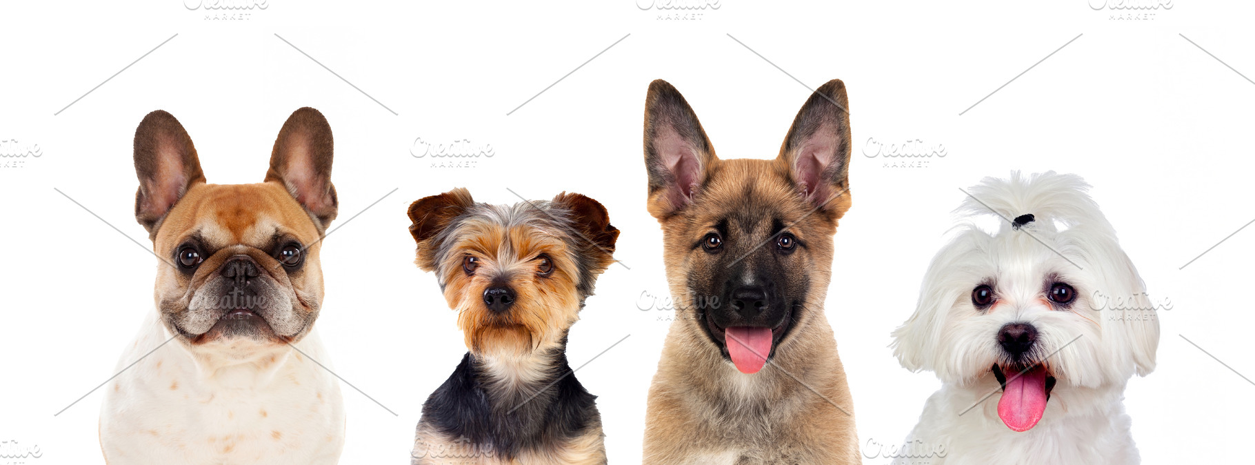 Four Cute Dogs Portrait Isolated on White Background for Pet Car, an Animal Photo by José Manuel Gelpi