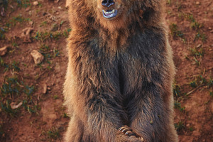 Brown bear standing with crossed leg, an Animal Photo by Perpis