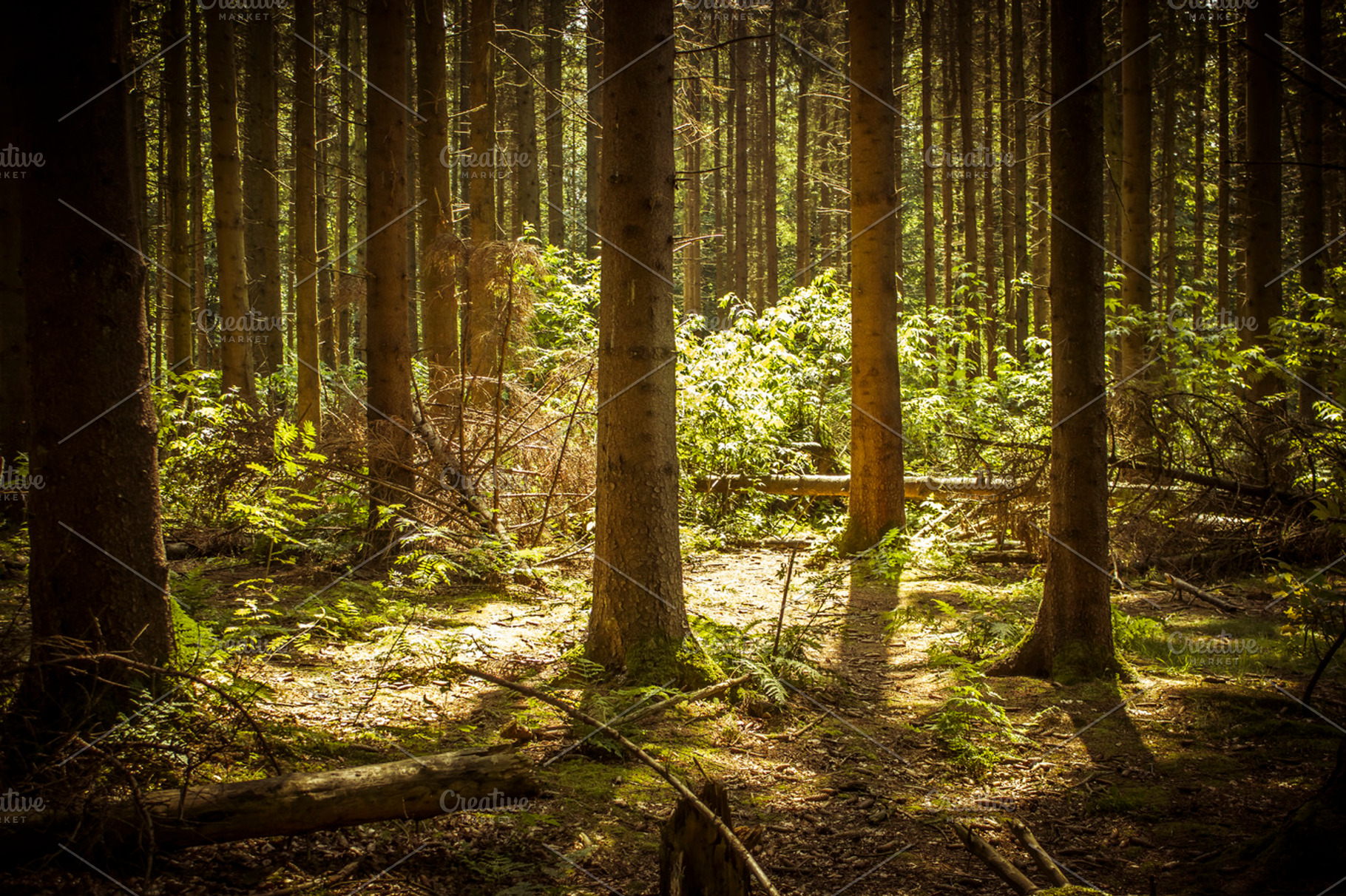 Deep Woods Iii Stock Photo Containing Forest And Woods