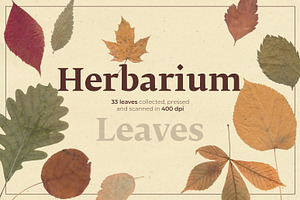 Herbarium: Pressed autumn leaves