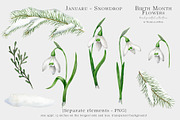 Snowdrop Birth Month Flower Clipart, an Illustration by Ksenia Shmakova (Thumbnail 5 of 9)