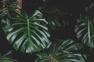 Monstera Leaves Closeup Stock Photo, a Nature Photo by René Jordaan Photography