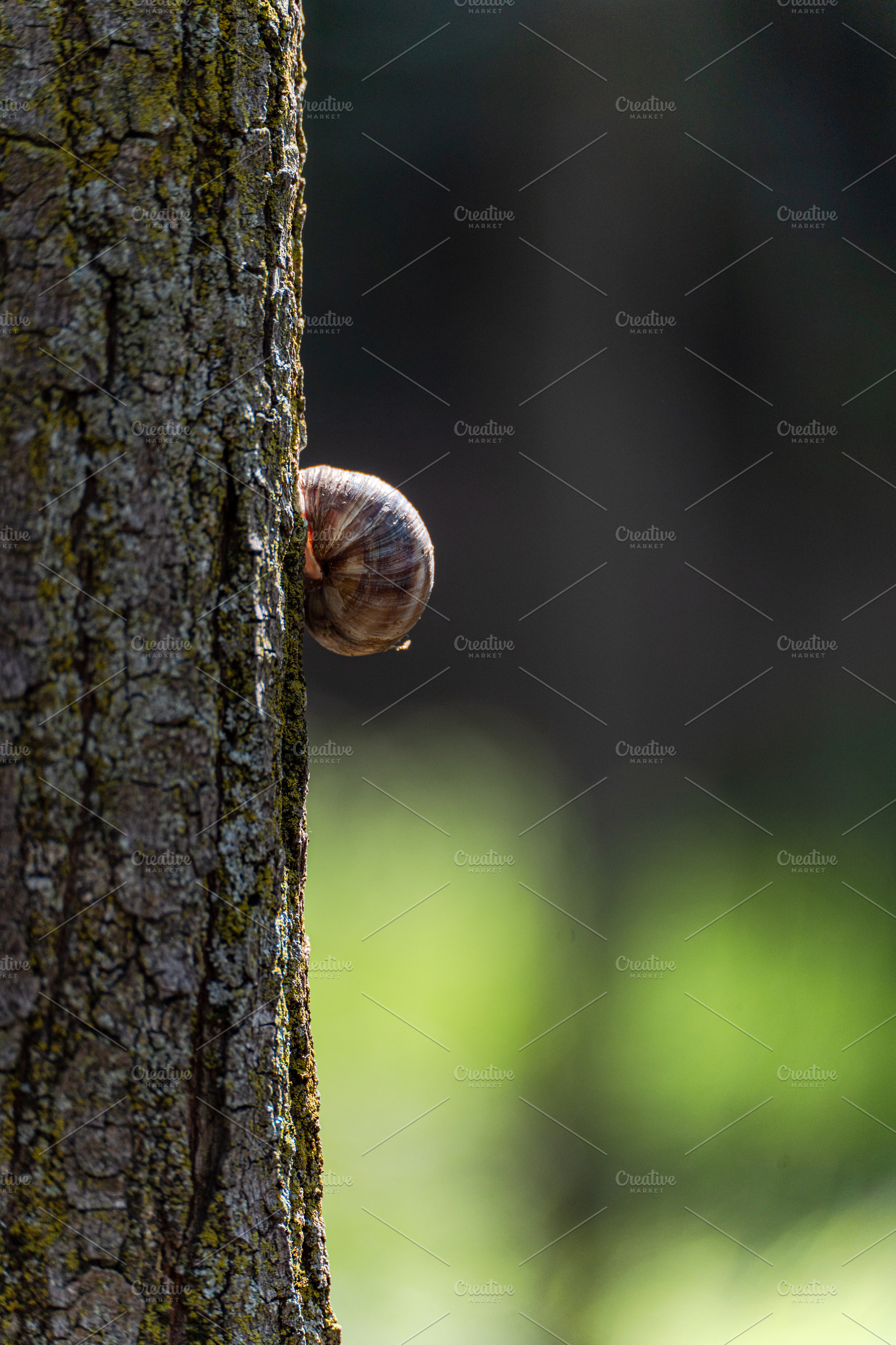 A snail on the tree bark in the summer park, a Nature Photo by Anna Bogush