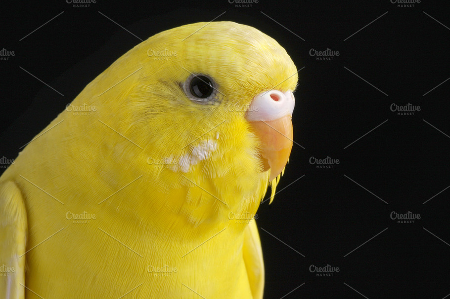 It Was All Yellow.