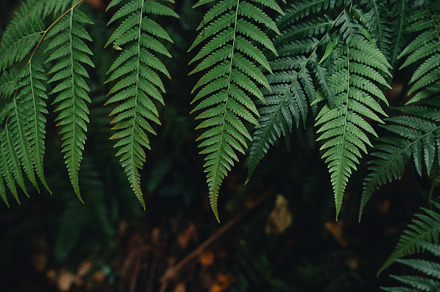 Dark green fern leaves in nature, a Nature Photo by Art Rachen