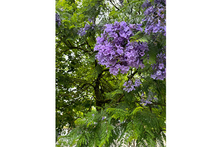 Beautiful Purple Flowers of, a Nature Photo by tilialucida