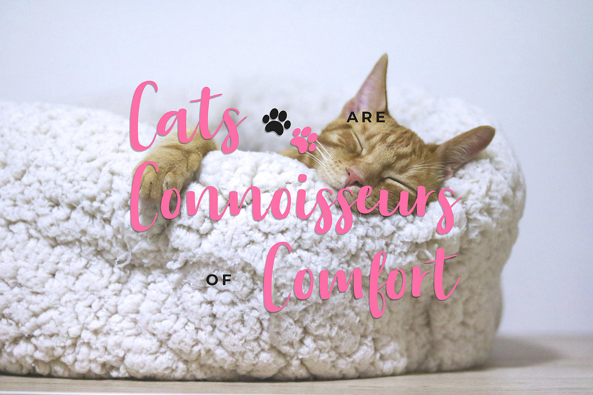 Aloha Miaw Script Font preview 3