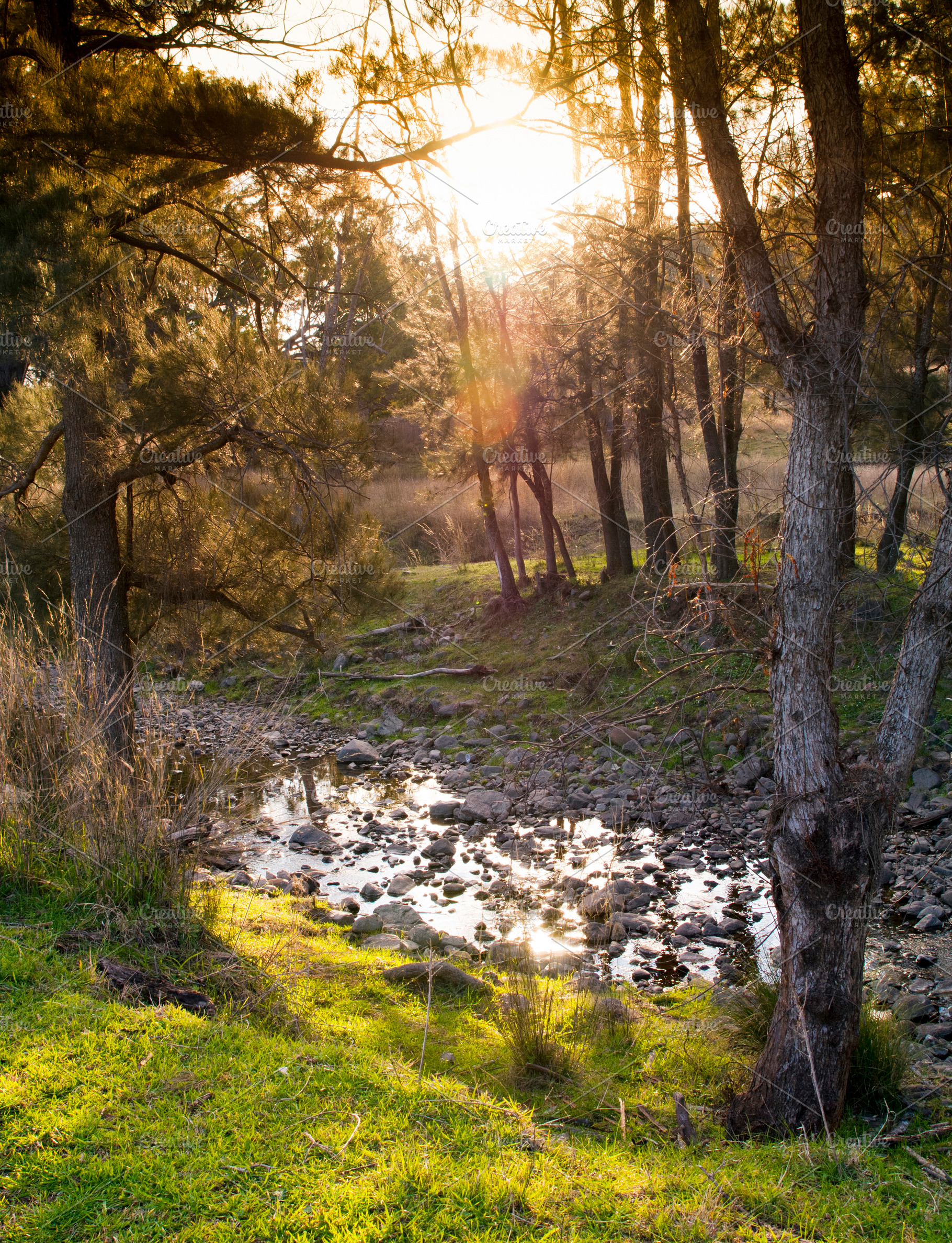 Sunset Woods With Creek, a Nature Photo by THP Creative