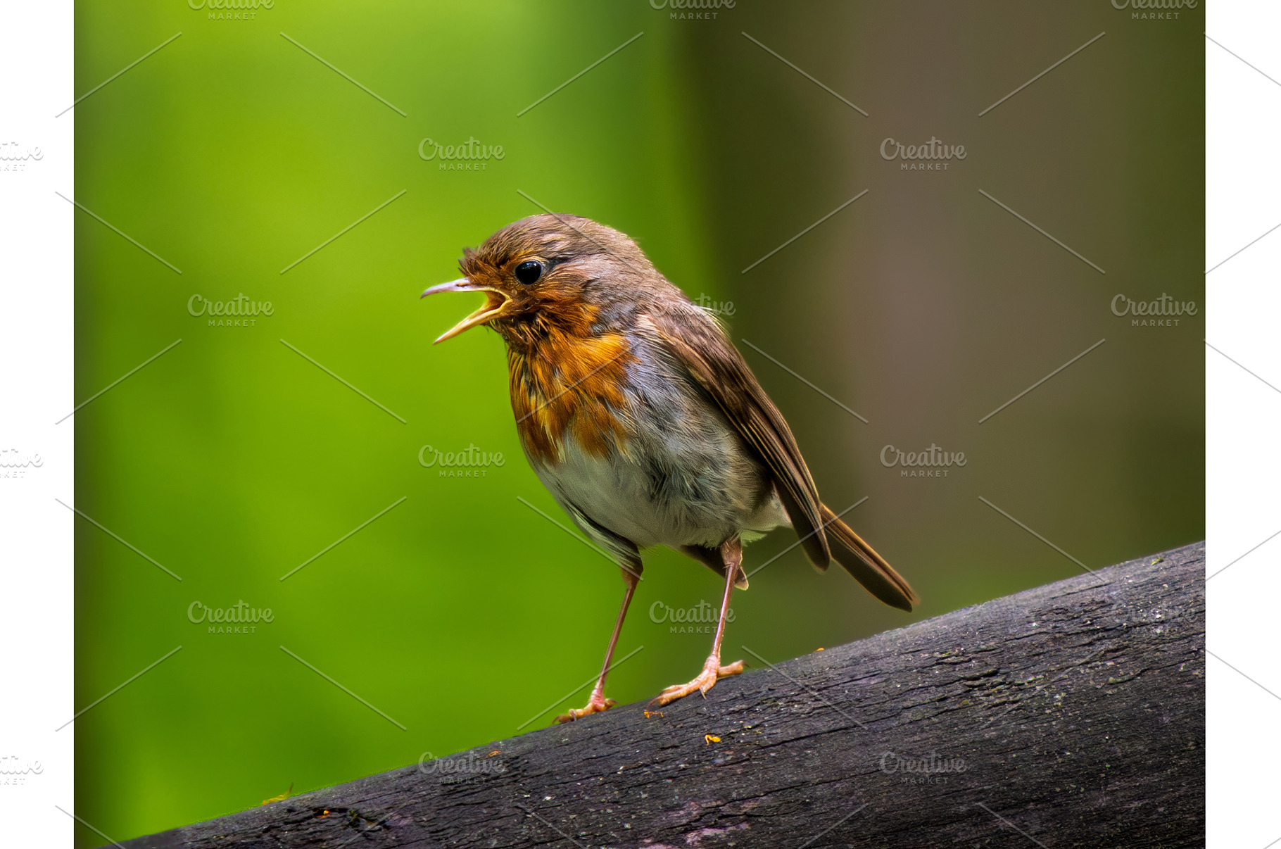 European Robin or Erithacus Rubecula, an Animal Photo by Fascinadora