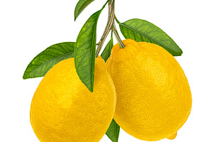 Two lemon fruits on branch, a Photo by Max Lashcheuski