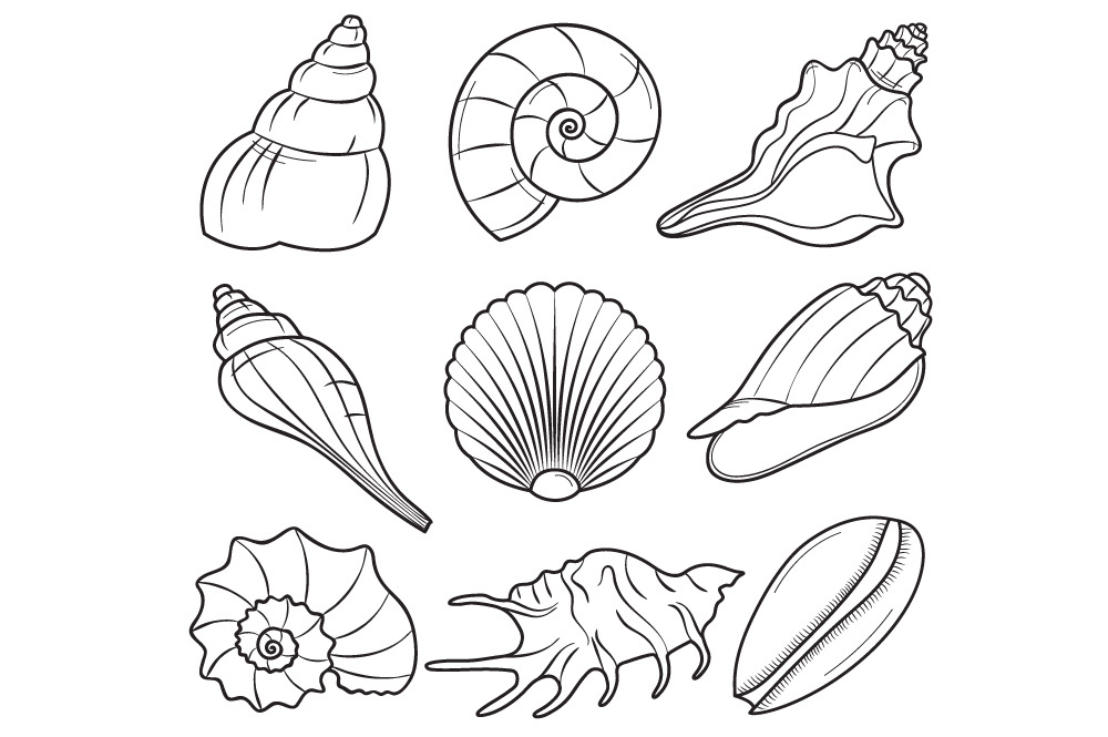 Seashells, an Illustration by TheCreativeMill