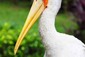 Yellow-billed stork, a Photo by saiko3p