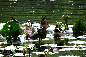 Bobbing Ducks Pond Photograph