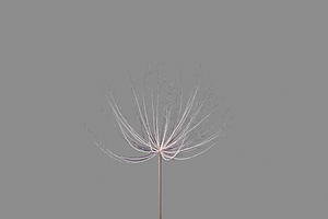 Dandelion V1