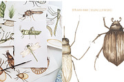 Watercolor Insects Life Cycle, an Education Illustration by MayaNavits (Thumbnail 3 of 18)