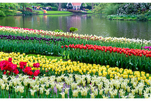 Colorful tulips at the keukenhof the netherlands stock photo containing, a Nature Photo by Leonid Andronov