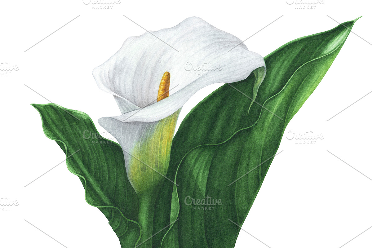 Watercolor Calla Lily, an Illustration by Katya Zlobina (Photo 3 of 3)