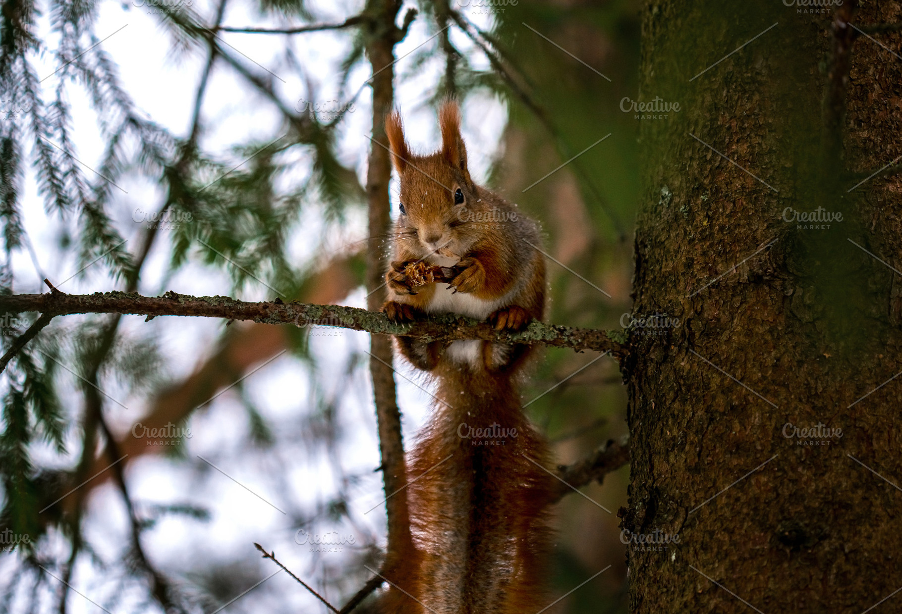 European squirrel on a spruce branch, an Animal Photo by J&M Diversity