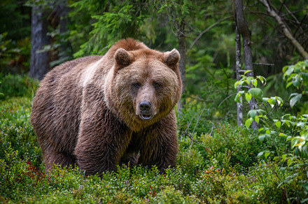 Wild Brown Bear in the summer forest. Animal in natural habitat., an Animal Photo by Byrdyak