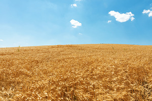 Wide view of a golden wheat field stretching toward the horizon, a Background Photo by Ales Munt