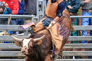 Bull riding stock photo containing bull and animal