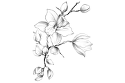 Pencil drawing Orchid flowers, an Object Graphic by VictoriaKStudio (Thumbnail 3 of 4)