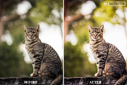 10 CAT Lightroom Presets, a Preset Add-On by MaPresets (Thumbnail 6 of 15)