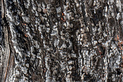 A close-up image of a texture tree, a Background Photo by Schreibikus (Thumbnail 2 of 10)